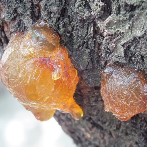 Baltic amber pure natural large lump pebble top of golden fossil resin